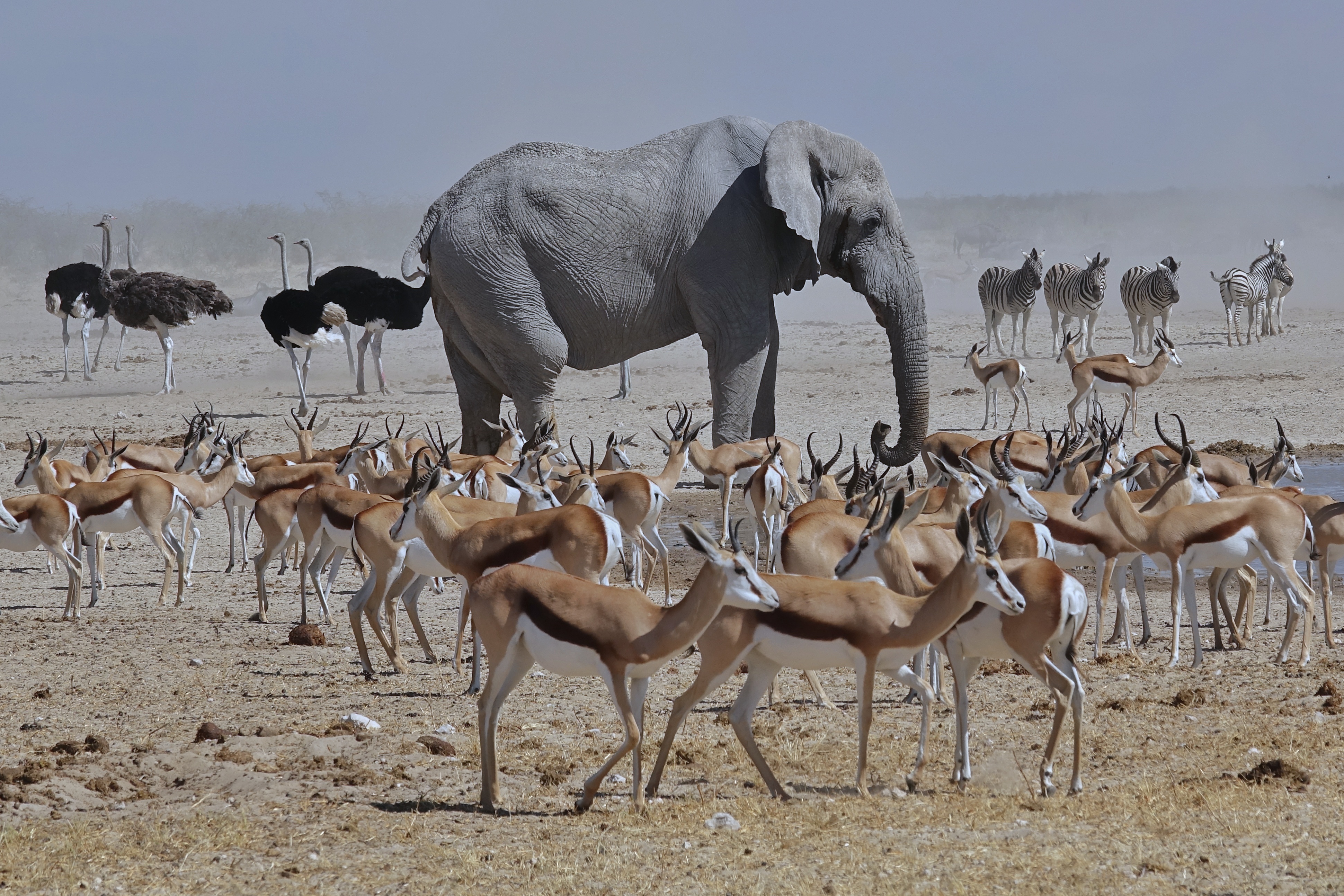 Éléphant, autruches, zèbres et springboks à Etosha